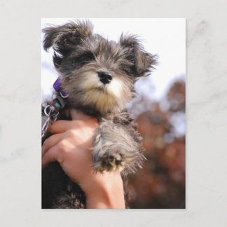 Miniature Schnauzer Puppy Briefkaart
