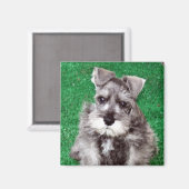 Miniature Schnauzer Puppy Magnet (Recto/Verso)
