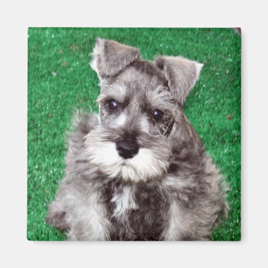 Miniature Schnauzer Puppy Magnet (Devant)