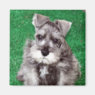 Miniature Schnauzer Puppy Magnet Magneet