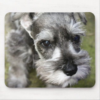 Miniature Schnauzer Puppy Mousepad Muismat