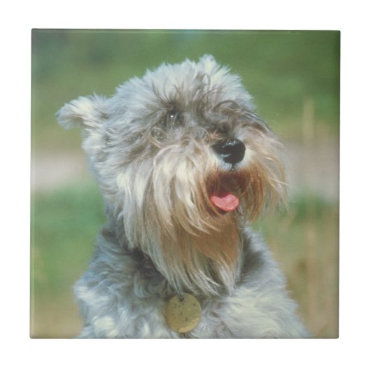 Miniature Schnauzer Silver Tile Tegeltje (Voorkant)