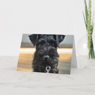 Miniature Schnauzer Valentijnsdag Wenskaart Feestdagen Kaart