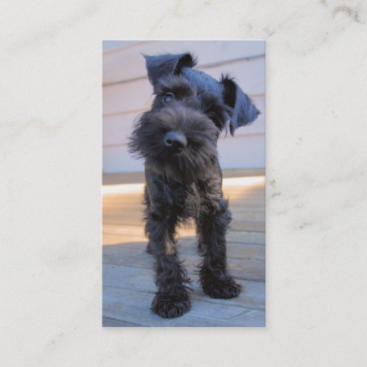 Miniature Schnauzer Visitekaartje - #3 (Voorkant)