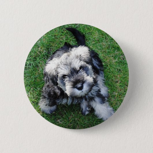 Miniature Schnuazer Puppy Button (Voorkant)