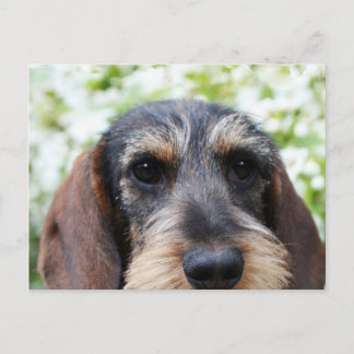 Miniature Wire Haire Dachshund Briefkaart