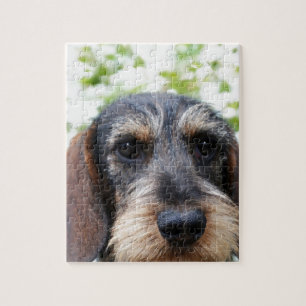 Miniature Wire Haire Dachshund Legpuzzel