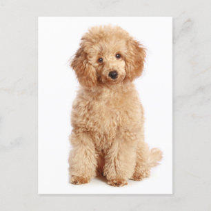 Miniatuur Abrikoos Poedel Puppy Dog Blank Briefkaa Briefkaart