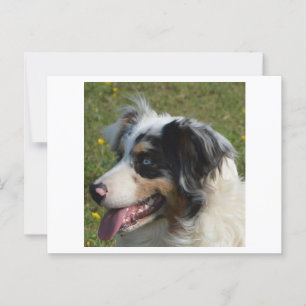 Miniatuur Amerikaanse Herder Blue Merle Briefkaart