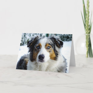 Miniatuur Amerikaanse Herder Blue Merle Kaart