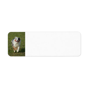 Miniatuur Amerikaanse Herder Blue Merle Running Etiket