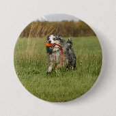 Miniatuur Amerikaanse Herder Blue Merle W speelgoe Ronde Button 7,6 Cm (Voorkant)