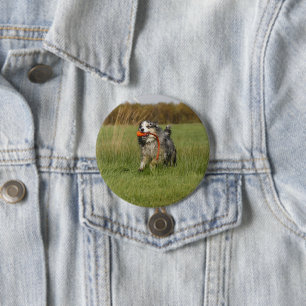 Miniatuur Amerikaanse Herder Blue Merle W speelgoe Ronde Button 7,6 Cm