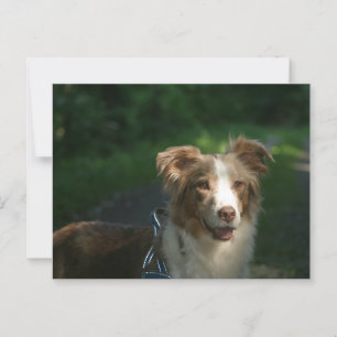 Miniatuur Amerikaanse Herder Red Merle Briefkaart