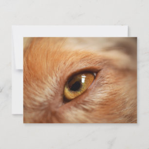 Miniatuur Amerikaanse Herder Red Merle Eye Briefkaart