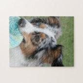 Miniatuur Amerikaanse Sepherd Blue Merle Legpuzzel (Horizontaal)