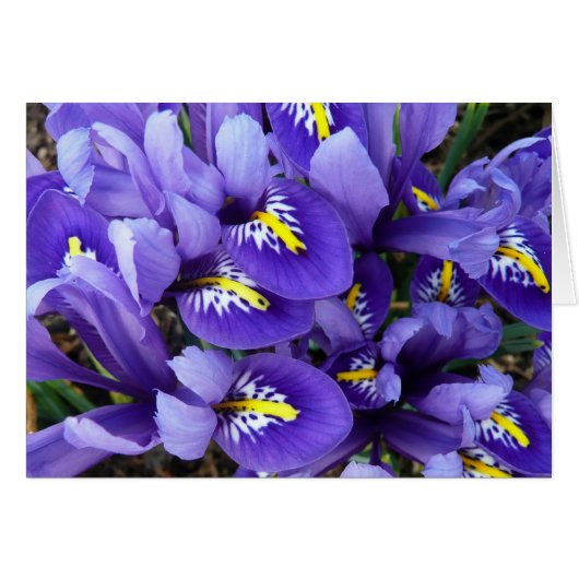 Miniatuur Blue Iriss Spring Floral (Voorkant Horizontaal)