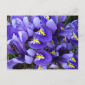 Miniatuur Blue Iriss Spring Floral Briefkaart (Voorkant)