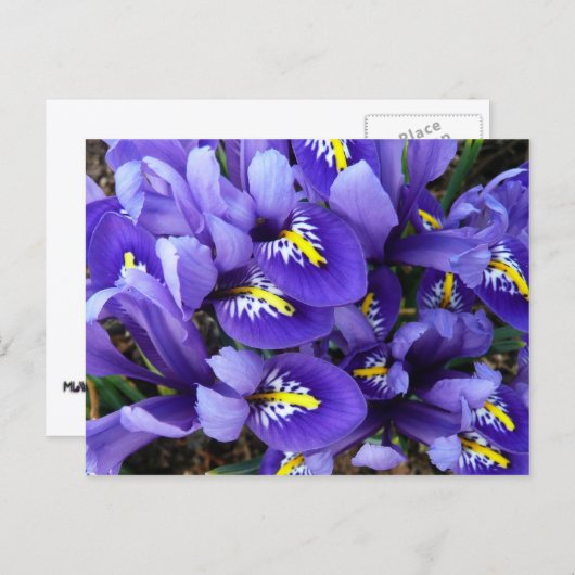 Miniatuur Blue Iriss Spring Floral Briefkaart (Voorkant / Achterkant)
