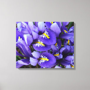 Miniatuur Blue Iriss Spring Floral Canvas Afdruk