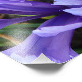 Miniatuur Blue Iriss Spring Floral Foto Afdruk (Hoek)