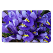 Miniatuur Blue Iriss Spring Floral Magneet (Horizontaal)