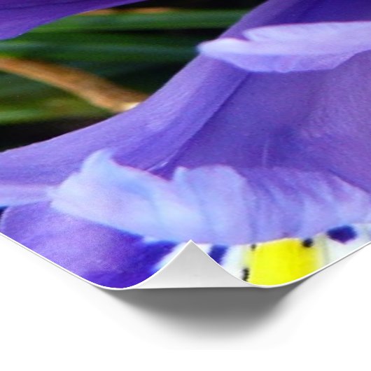 Miniatuur Blue Iriss Spring Floral Perfect Poster (Hoek)