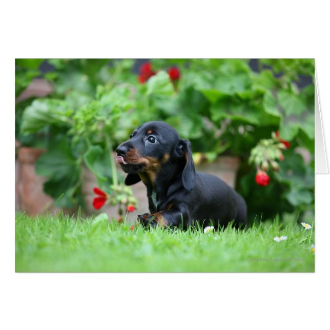 Miniatuur Dachshund 1 met gladde haren (Voorkant Horizontaal)