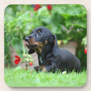 Miniatuur Dachshund 1 met gladde haren Drankjes Onderzetter