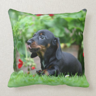 Miniatuur Dachshund 1 met gladde haren Kussen