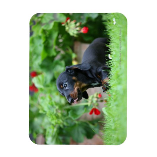 Miniatuur Dachshund 1 met gladde haren Magneet (Verticaal)