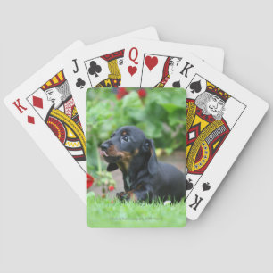 Miniatuur Dachshund 1 met gladde haren Pokerkaarten