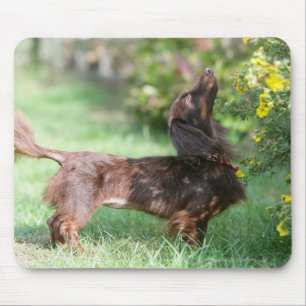 Miniatuur Dachshund 1 met lange vleugels Muismat