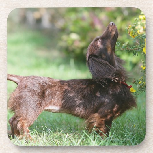 Miniatuur Dachshund 1 met lange vleugels Onderzetter (Voorkant)