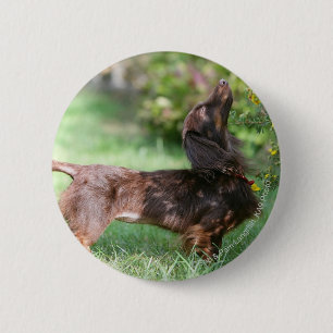 Miniatuur Dachshund 1 met lange vleugels Ronde Button 5,7 Cm