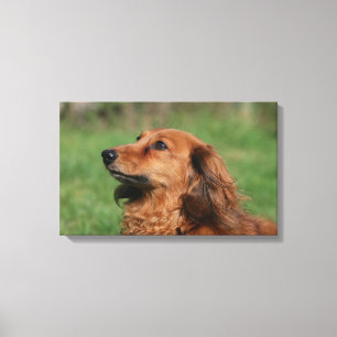 Miniatuur Dachshund 2 met lange vleugels Canvas Afdruk