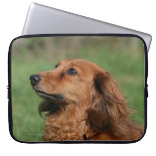 Miniatuur Dachshund 2 met lange vleugels Laptop Sleeve