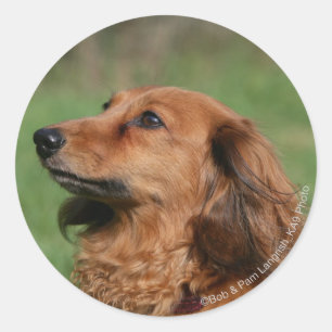 Miniatuur Dachshund 2 met lange vleugels Ronde Sticker