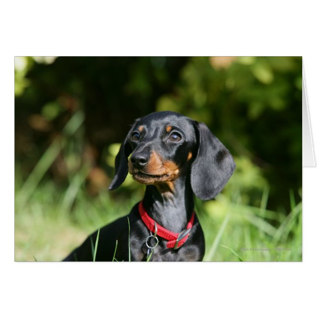 Miniatuur Dachshund 3 met gladde haren (Voorkant Horizontaal)