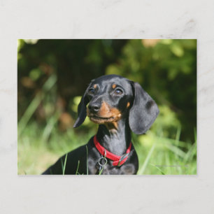 Miniatuur Dachshund 3 met gladde haren Briefkaart