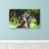 Miniatuur Dachshund 3 met gladde haren Canvas Afdruk (Insitu (Houten vloer))
