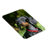 Miniatuur Dachshund 3 met gladde haren Magneet (Rechterzijde)