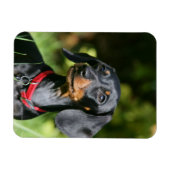 Miniatuur Dachshund 3 met gladde haren Magneet (Horizontaal)