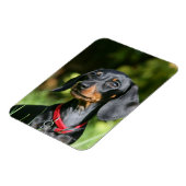 Miniatuur Dachshund 3 met gladde haren Magneet (Linkerzijde)