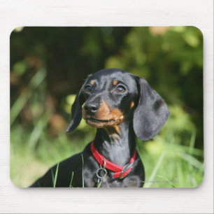 Miniatuur Dachshund 3 met gladde haren Muismat