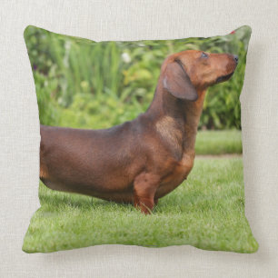 Miniatuur Dachshund met gladde haren Kussen