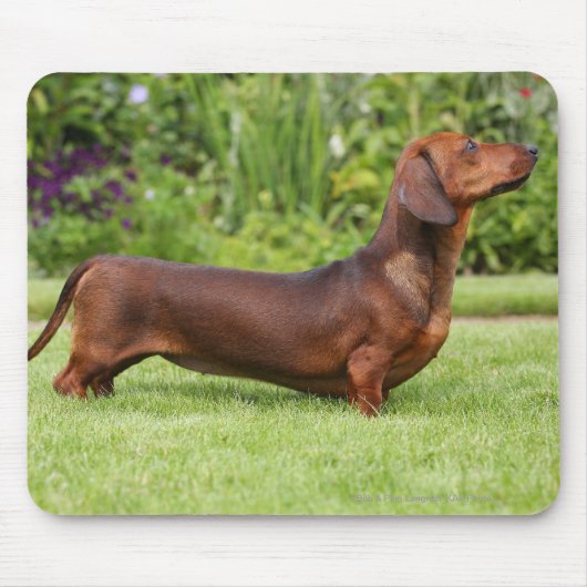 Miniatuur Dachshund met gladde haren Muismat (Voorkant)