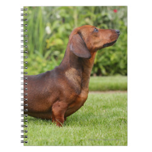 Miniatuur Dachshund met gladde haren Notitieboek