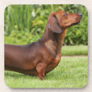 Miniatuur Dachshund met gladde haren Onderzetter