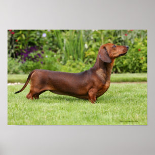 Miniatuur Dachshund met gladde haren Poster
